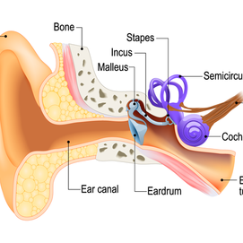 Stapes: Anatomy, Function and Treatment